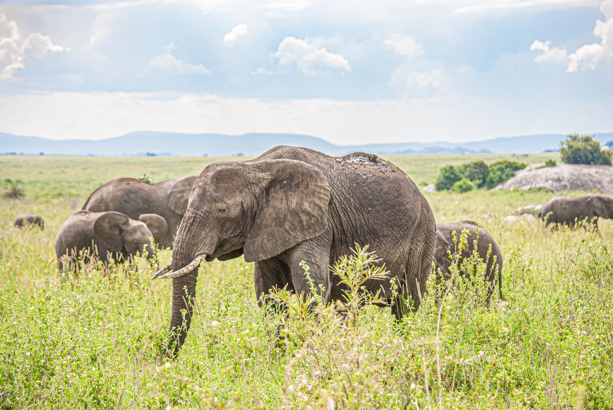 Ruaha Weekly