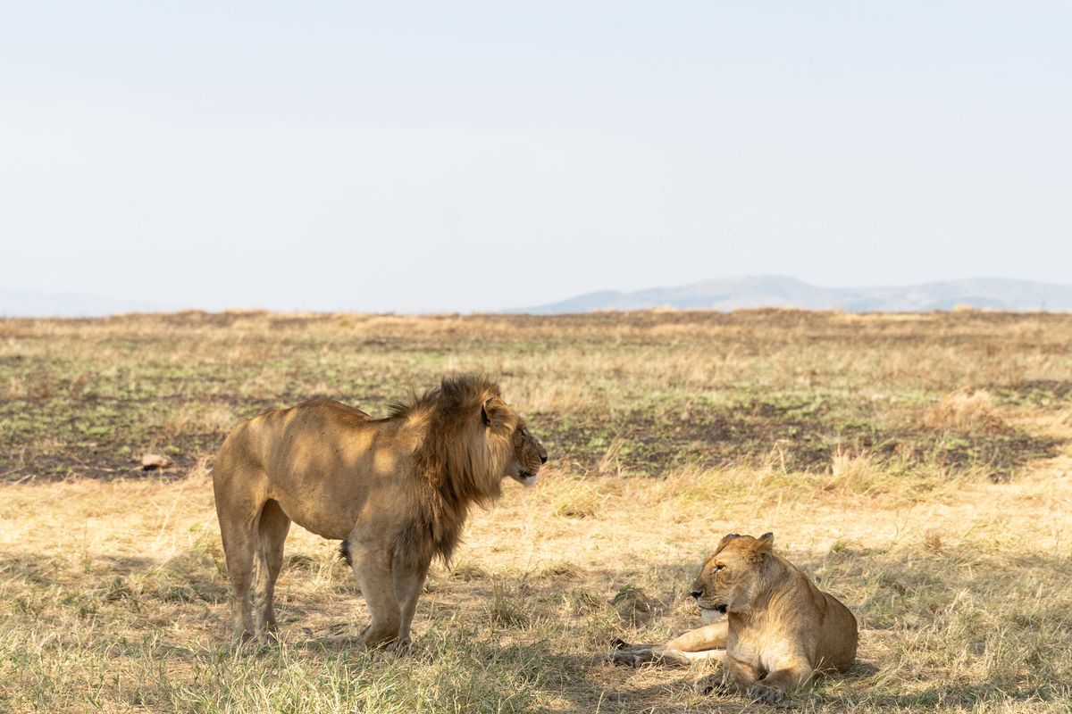 Serengeti Daily